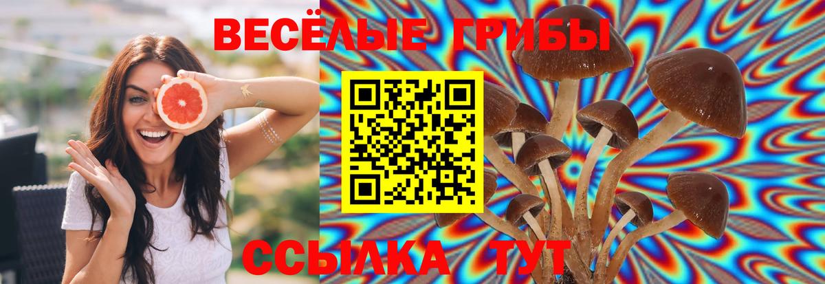 Псилоцибиновые грибы прущие грибы  Вход с VPN  Клинцы  Галлюциногенные грибы Psilocybe 